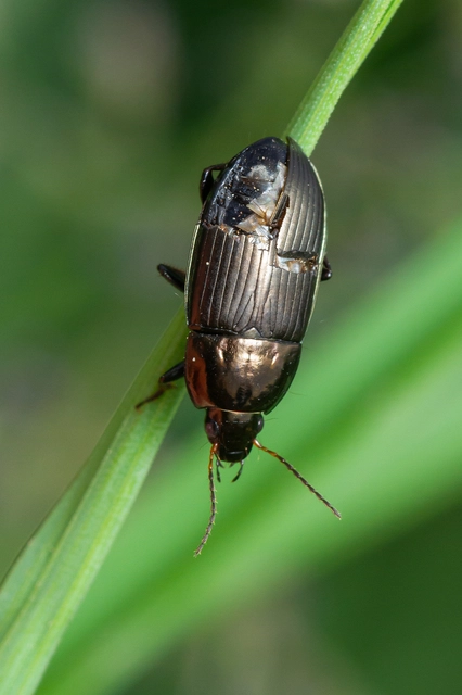 Amara similata - gyakori közfutó Amara similata - gyakori közfutó