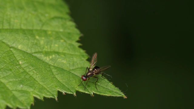 Sepsidae - billegetőlégyfélék