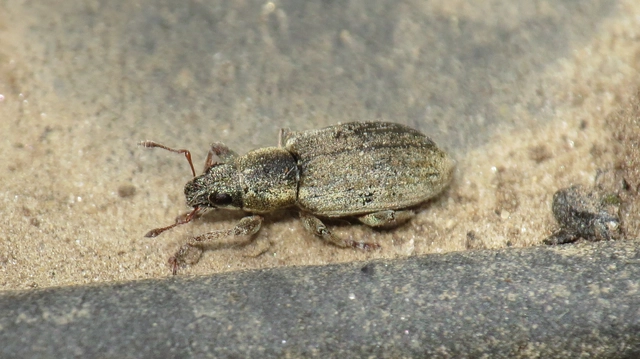 Sitona humeralis - lucerna-csipkézőbogár