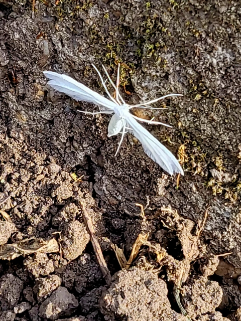 Pterophorus pentadactyla - fehér tollasmoly