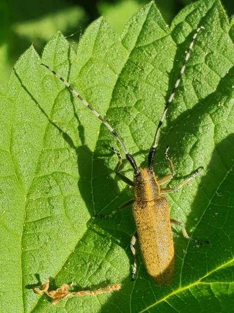 Agapanthia villosoviridescens - fehérgyűrűs bogáncscincér