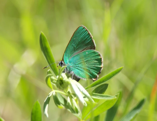 Callophrys rubi - zöldfonákú lepke