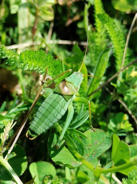 Isophya costata - magyar tarsza