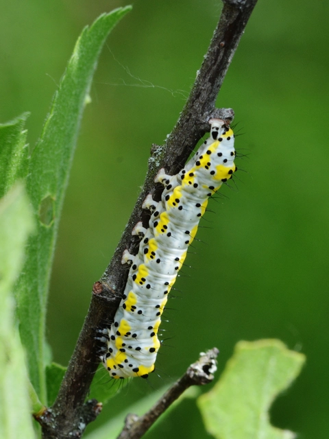 Diloba caeruleocephala - őszi kékesbagoly