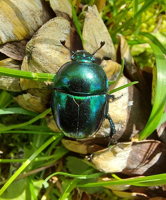 Trypocopris vernalis - tavaszi álganéjtúró