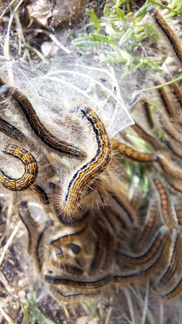 Malacosoma castrensis - kutyatejszövő