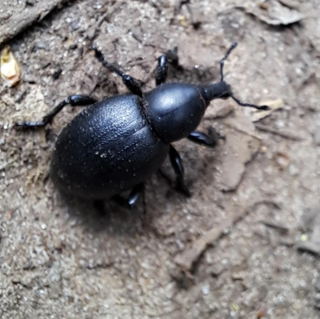 Curculionidae - ormányosbogár-félék