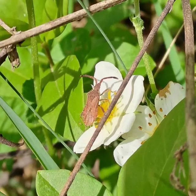 Coriomeris