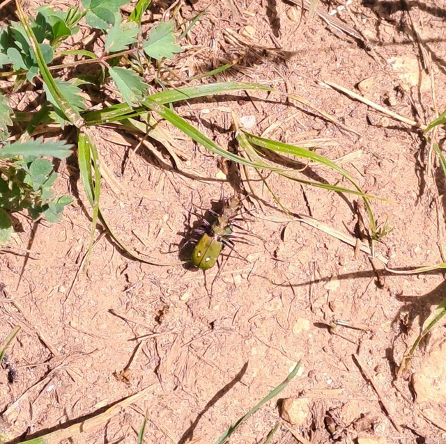 Cicindela campestris - mezei homokfutrinka