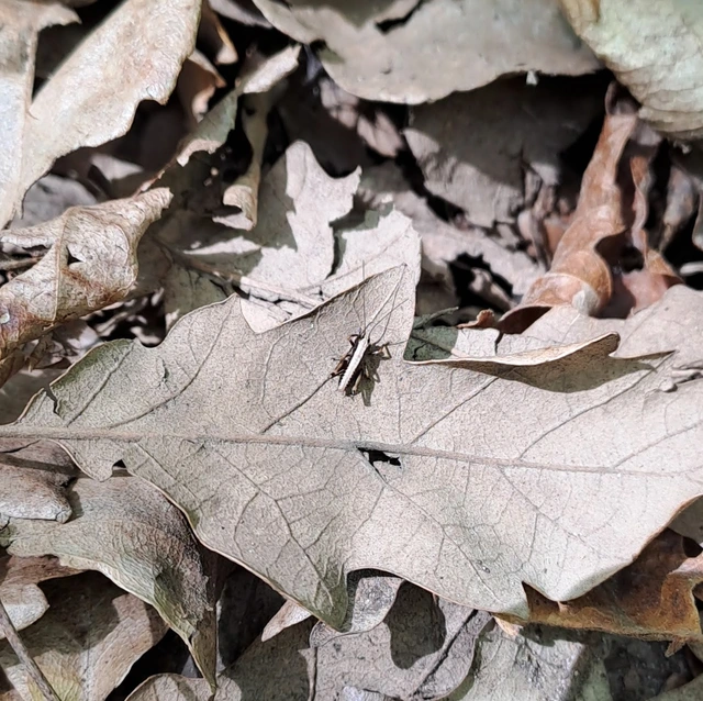 Pholidoptera griseoaptera - szürke avarszöcske