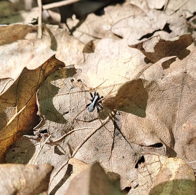 Pardosa alacris/lugubris