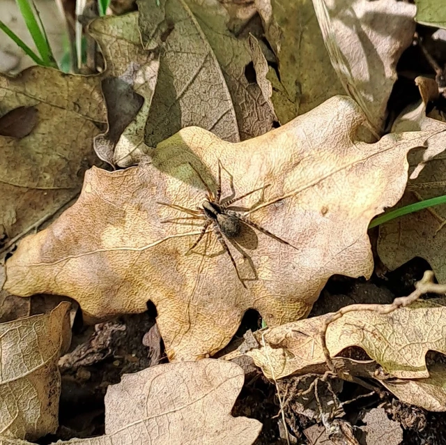 Pardosa alacris/lugubris