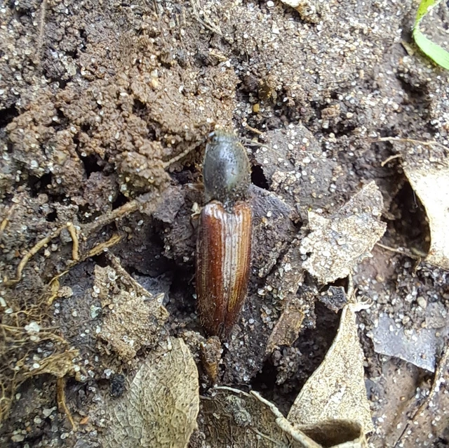 Elateridae - pattanóbogárfélék