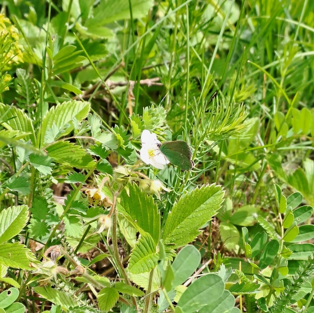 Callophrys rubi - zöldfonákú lepke