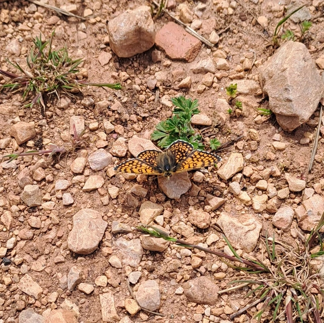 Melitaea cinxia - réti tarkalepke