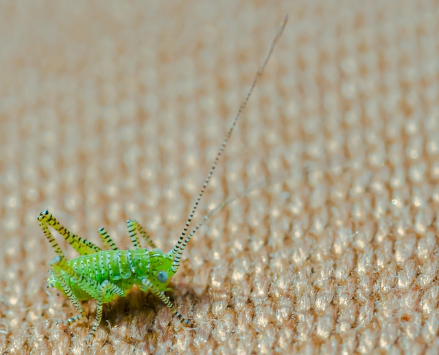 Leptophyes