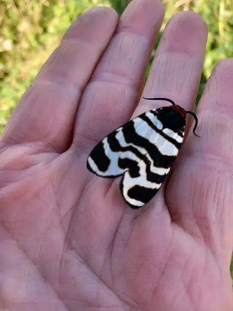 Arctia festiva - díszes medvelepke