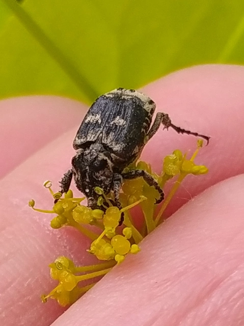 Valgus hemipterus - suta virágbogár