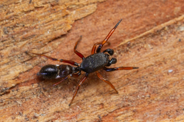Leptorchestes berolinensis - fekete hangyautánzópók