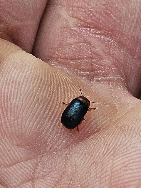 Smaragdina