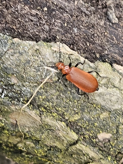 Pyrochroa serraticornis - közép-bíborbogár