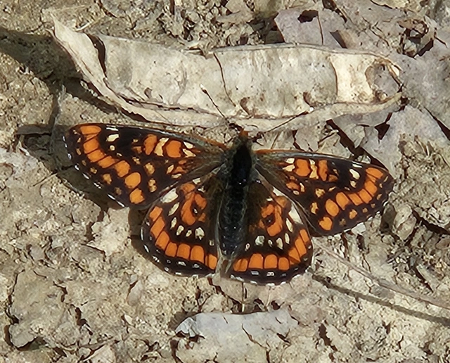 Euphydryas maturna - díszes tarkalepke