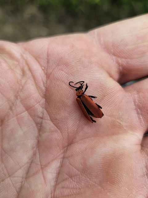 Pyrochroa coccinea - nagy bíborbogár