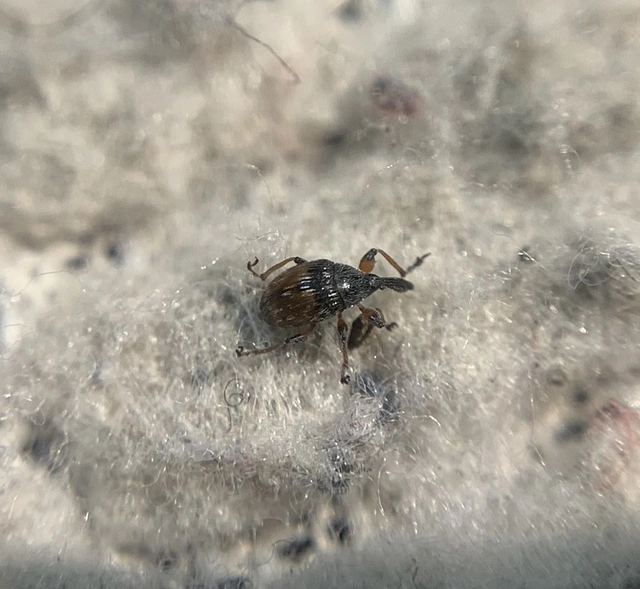 Dieckmanniellus gracilis - karcsú füzényormányos