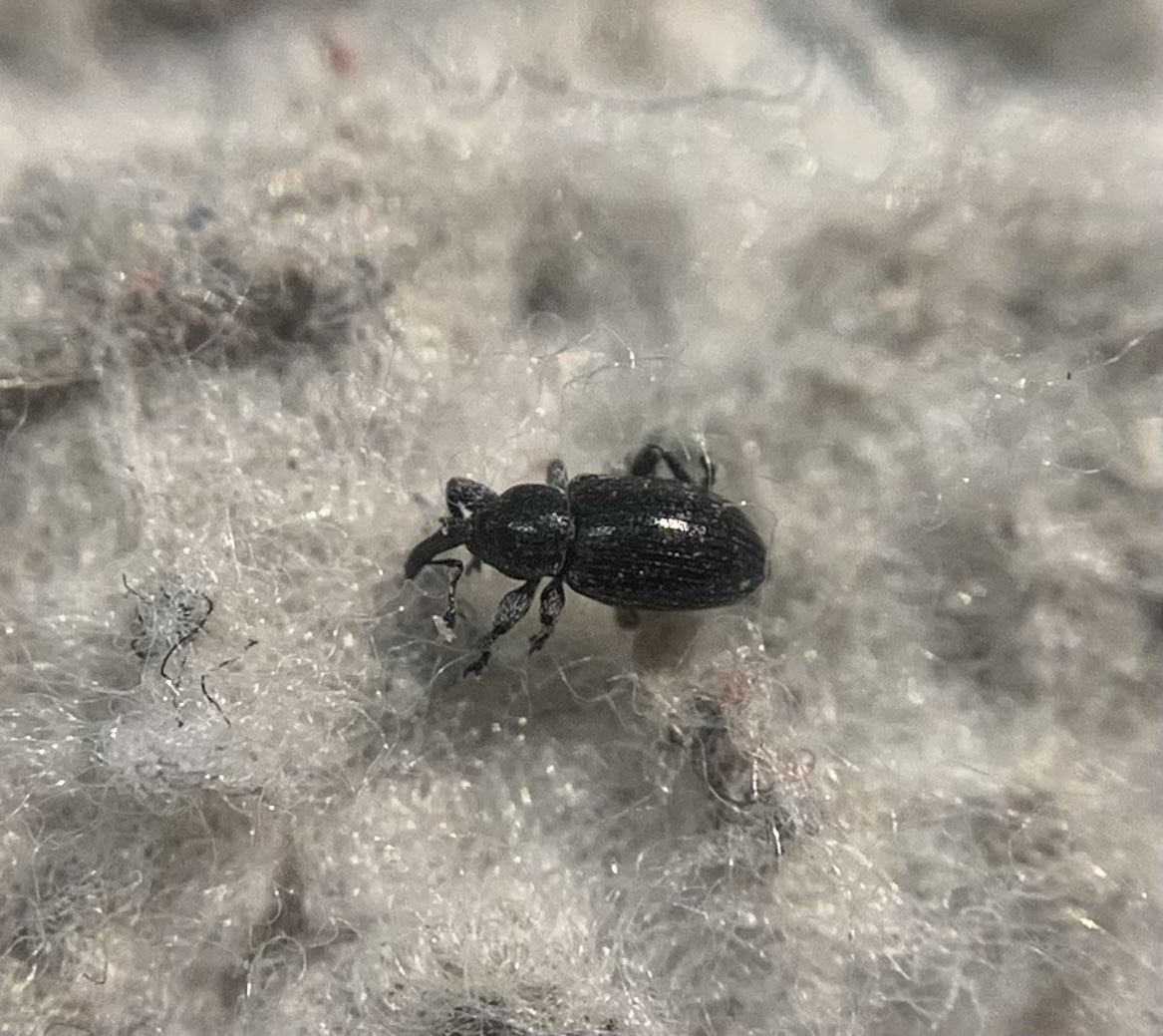 Smicronyx coecus - egykarmú arankaormányos