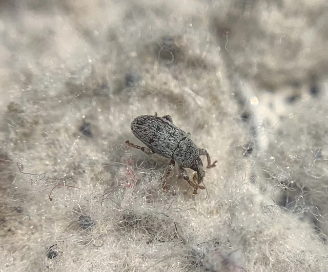 Tychius stephensi - rétihere-tímárormányos