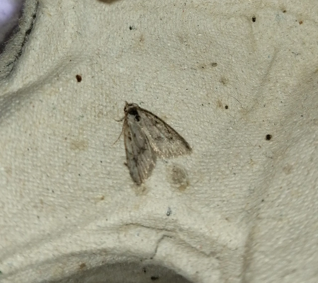 Nola cicatricalis - szürke pamacsosszövő