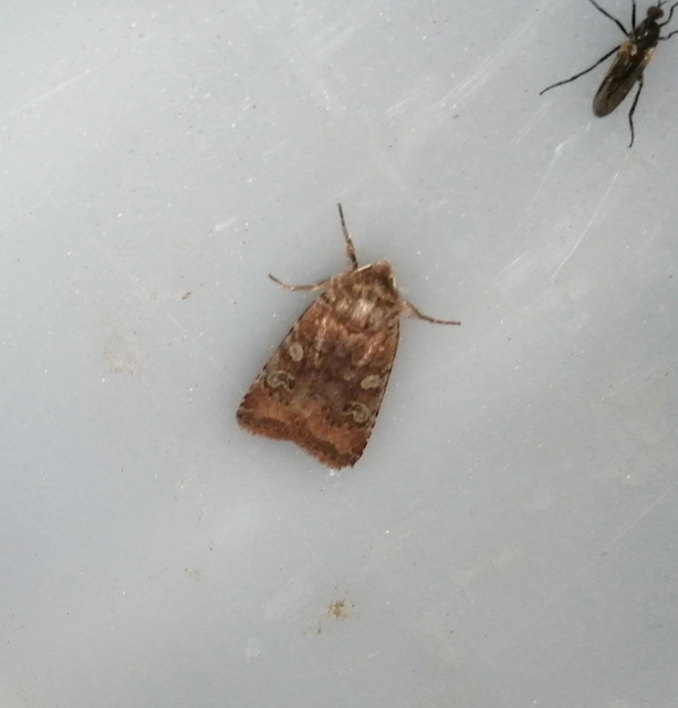 Cerastis leucographa - fehérjegyes tavaszibagoly