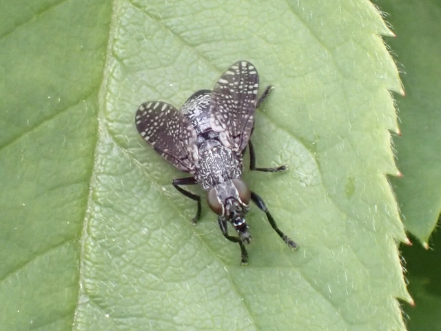 Platystoma