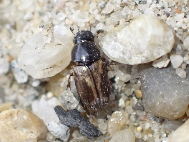 Aphodius prodromus - sárgalábú trágyabogár