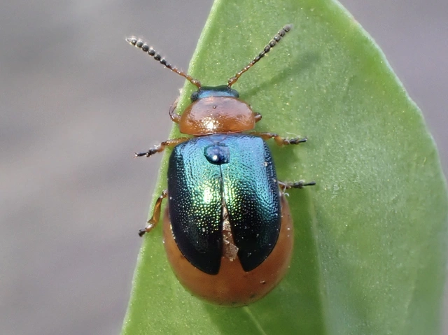 Gastrophysa polygoni - paraj-levélbogár Gastrophysa polygoni - paraj-levélbogár
