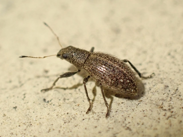 Polydrusus inustus - keleti lombormányos