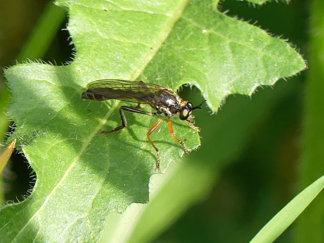 Dioctria
