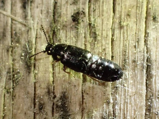 Phyllodrepa floralis - virágkedvelő barázdásholyva