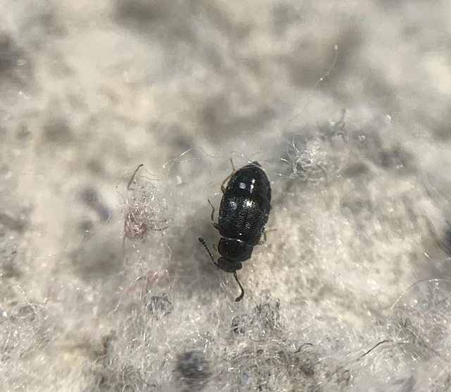 Proteinus laevigatus - domború sutaholyva