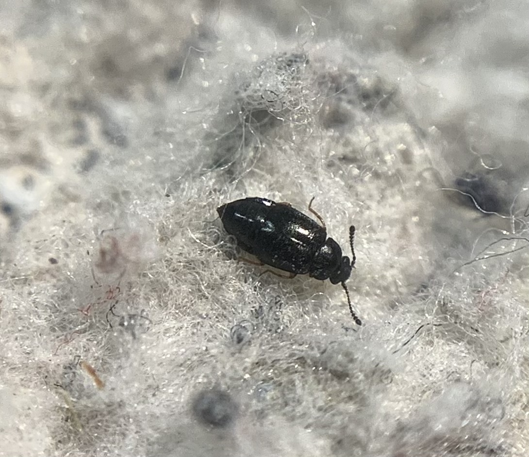 Proteinus laevigatus - domború sutaholyva