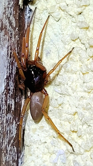 Dysderidae - fojtópókok