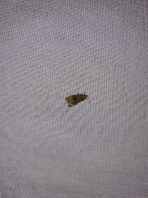 Celypha lacunana - vízparti tükrösmoly