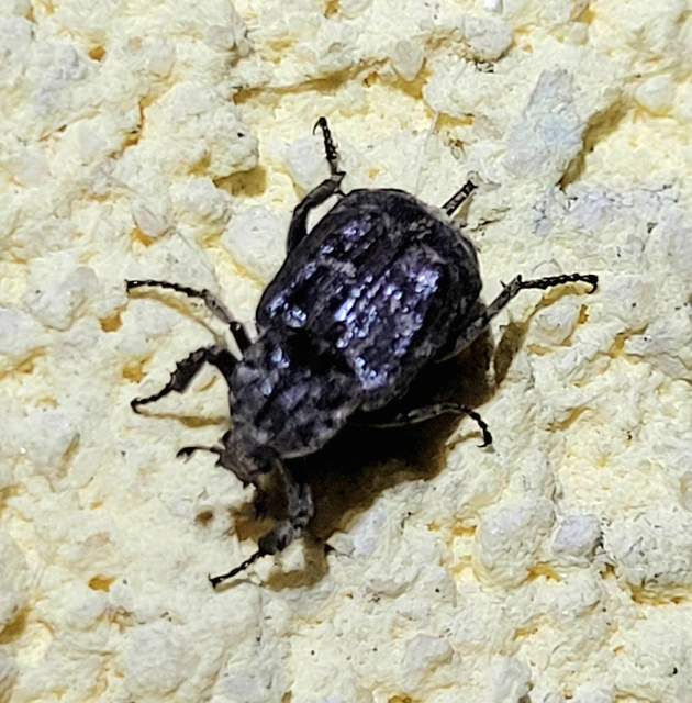 Valgus hemipterus - suta virágbogár