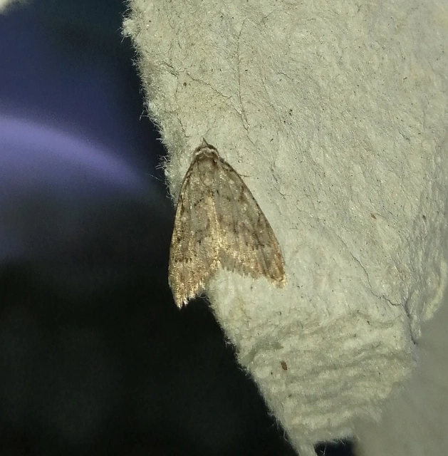 Nola cicatricalis - szürke pamacsosszövő