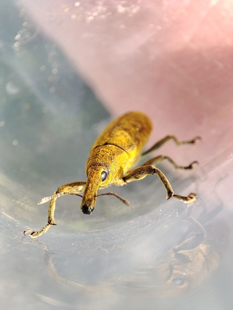 Lixus pulverulentus - mályvafúró dudvabarkó