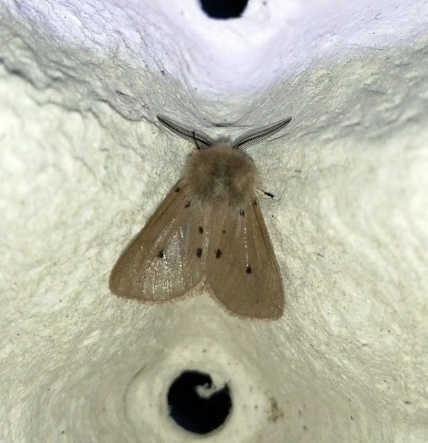 Diaphora mendica - felemás medvelepke