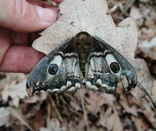 Saturnia pavoniella/pavonia