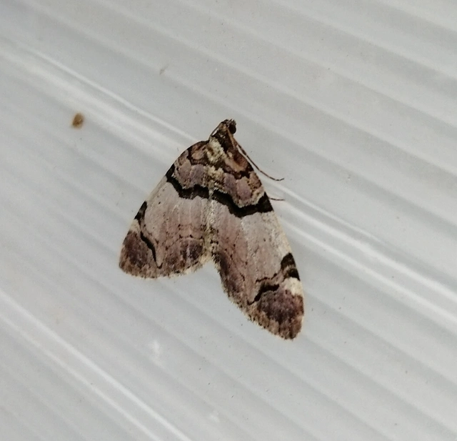 Anticlea derivata - vadrózsa-tarkaaraszoló