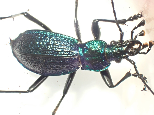Carabus intricatus - kék laposfutrinka