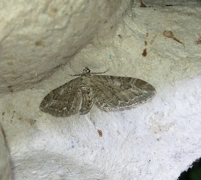 Eupithecia ochridata - mezeiüröm-törpearaszoló